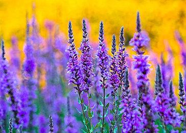 英国周榜：《塞尔达天空之剑HD》夺冠 瑞奇与叮当垫底